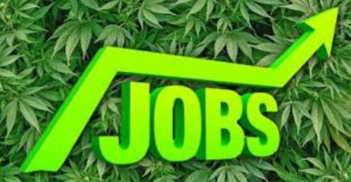 Jobs in the Legal Cannabis Economy